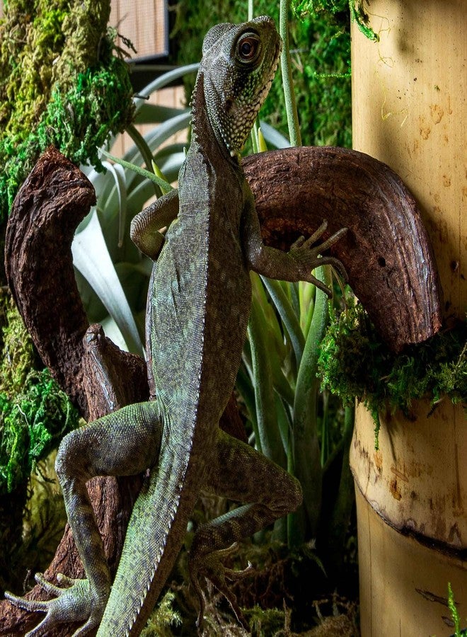 Galapagos (05312) Jungle Wood, Natural Brown, 3 Ft. - Image 2
